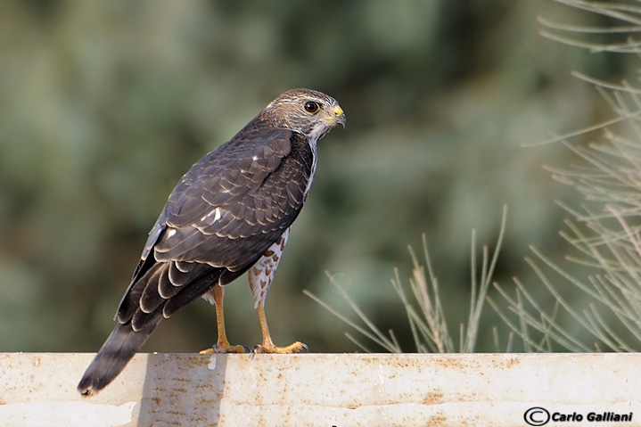 Sparviere levantino (Accipiter brevipes)